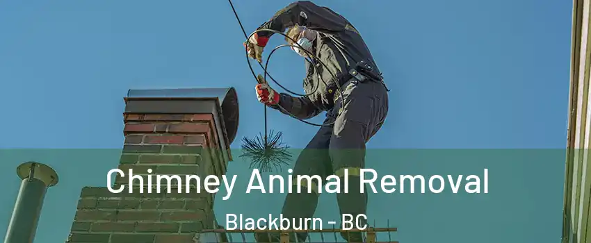 Chimney Animal Removal Blackburn - BC