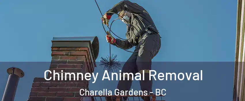 Chimney Animal Removal Charella Gardens - BC