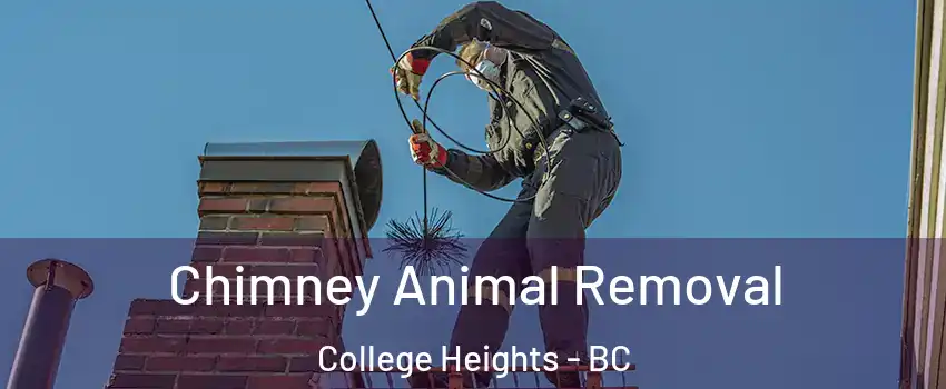 Chimney Animal Removal College Heights - BC