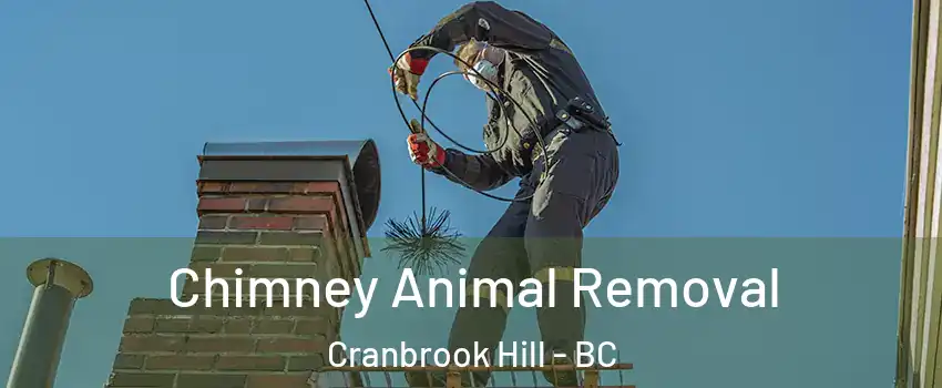 Chimney Animal Removal Cranbrook Hill - BC
