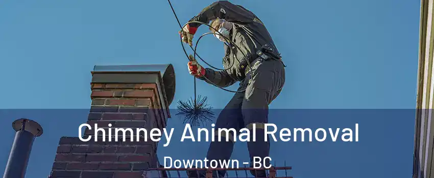 Chimney Animal Removal Downtown - BC
