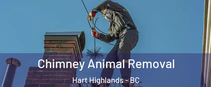 Chimney Animal Removal Hart Highlands - BC