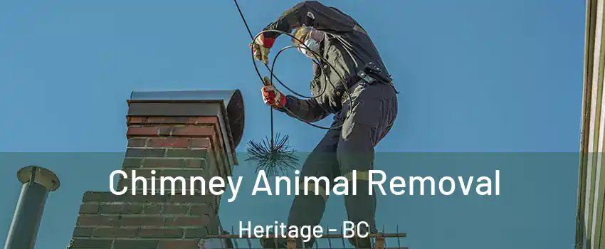 Chimney Animal Removal Heritage - BC