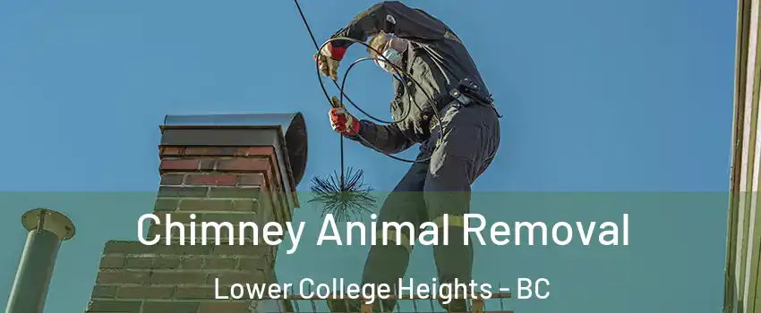 Chimney Animal Removal Lower College Heights - BC