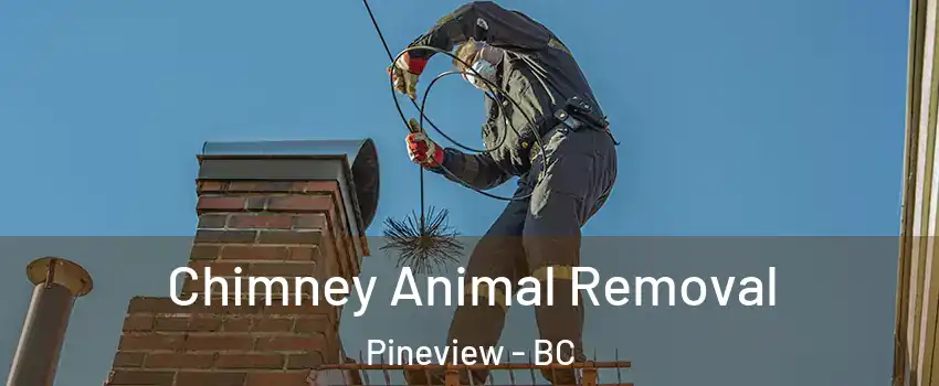 Chimney Animal Removal Pineview - BC