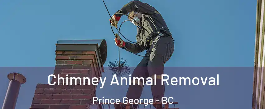 Chimney Animal Removal Prince George - BC