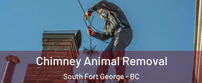 Chimney Animal Removal South Fort George - BC