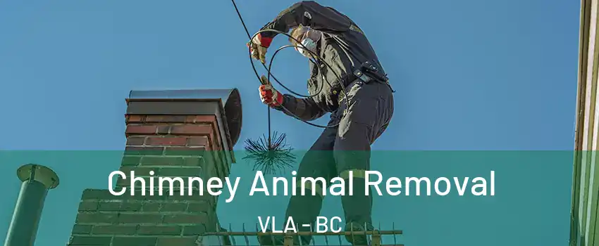 Chimney Animal Removal VLA - BC