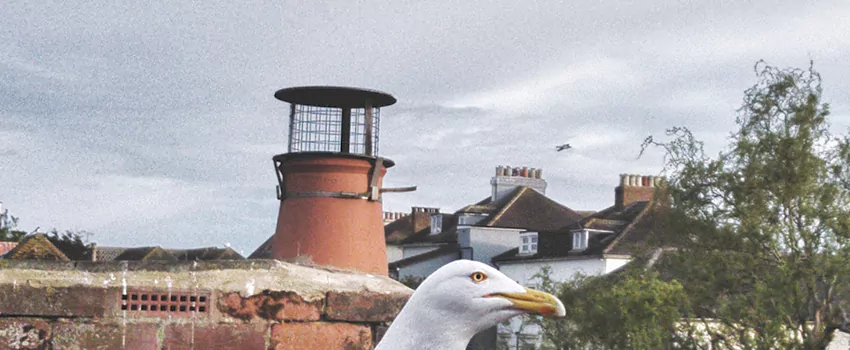 Chimney Cap Bird Guard Repair in Blackburn, British Columbia